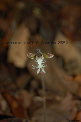 คลิกที่รูป เพื่อดูขนาดขยาย
