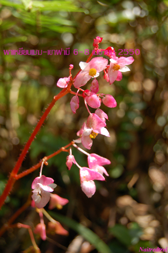 คลิกที่รูป เพื่อดูขนาดขยาย