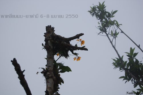 คลิกที่รูป เพื่อดูขนาดขยาย