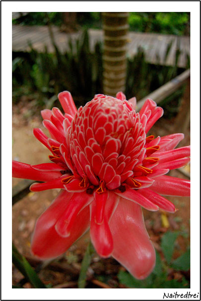 คลิกที่รูป เพื่อดูขนาดขยาย