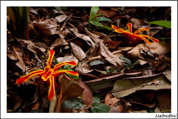 คลิกที่รูป เพื่อดูขนาดขยาย