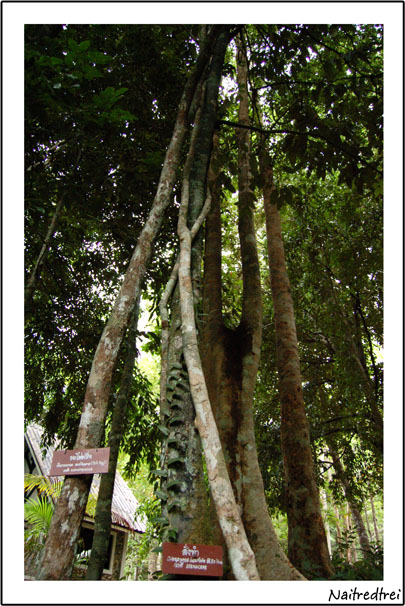 คลิกที่รูป เพื่อดูขนาดขยาย