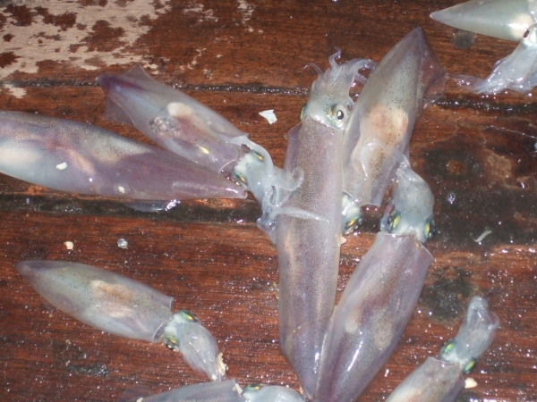 คลิกที่รูป เพื่อดูขนาดขยาย