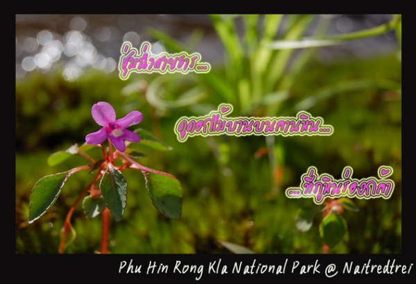คลิก ที่รูปเพื่อดูขนาดขยาย