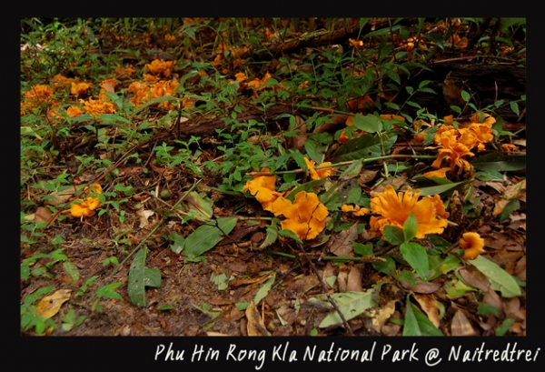 คลิกที่รูป เพื่อดูขนาดขยาย