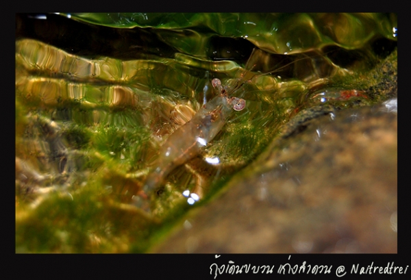 คลิกที่รูป เพื่อดูขนาดขยาย