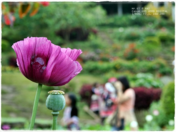 คลิกที่รูป เพื่อดูขนาดขยาย