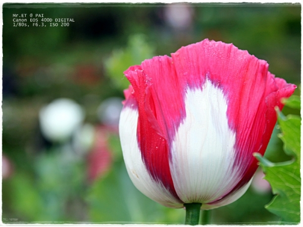 คลิกที่รูป เพื่อดูขนาดขยาย