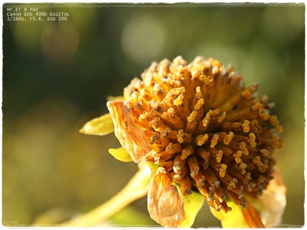 คลิกที่รูป เพื่อดูขนาดขยาย