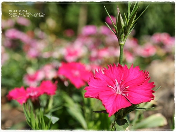 คลิกที่รูป เพื่อดูขนาดขยาย