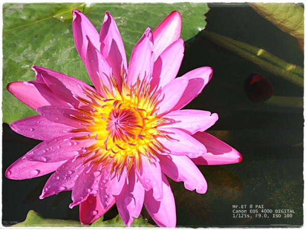 คลิกที่รูป เพื่อดูขนาดขยาย