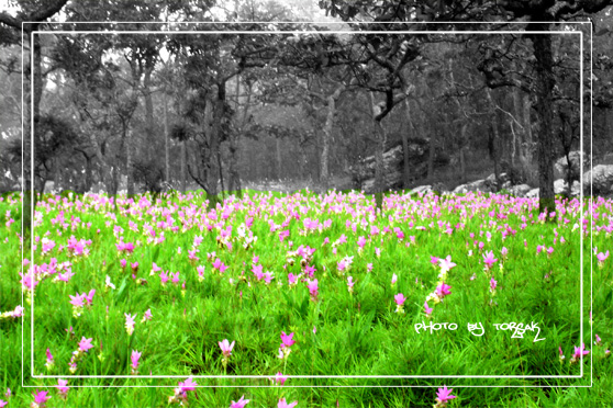 คลิกที่รูป เพื่อดูขนาดขยาย