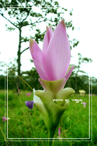 คลิกที่รูป เพื่อดูขนาดขยาย