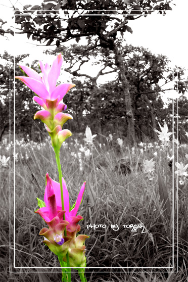 คลิกที่รูป เพื่อดูขนาดขยาย