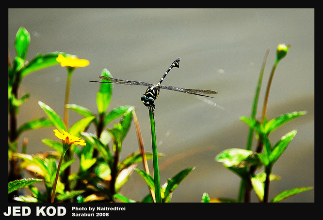 คลิกที่รูป เพื่อดูขนาดขยาย