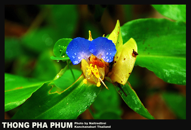 คลิกที่รูป เพื่อดูขนาดขยาย