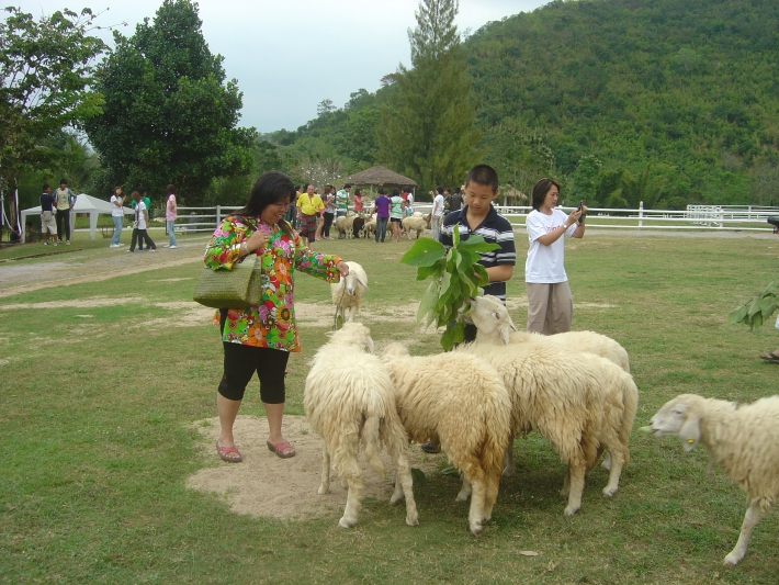 คลิก ที่รูปเพื่อดูขนาดขยาย