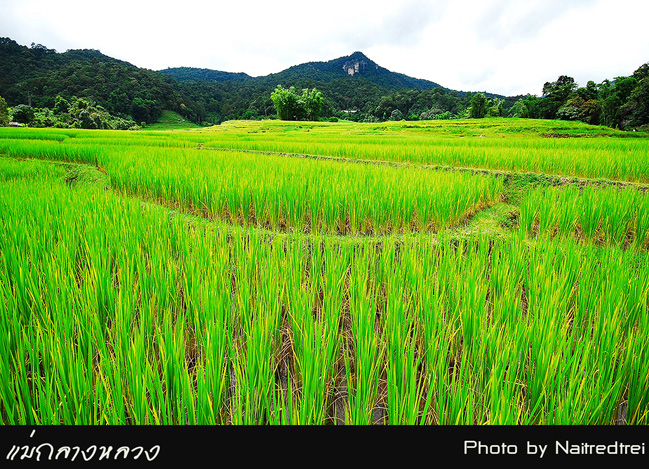 คลิกที่รูป เพื่อดูขนาดขยาย