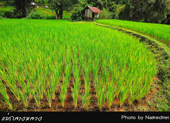 คลิกที่รูป เพื่อดูขนาดขยาย