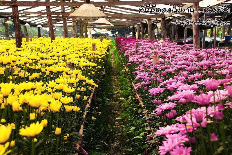 คลิกที่รูป เพื่อดูขนาดขยาย