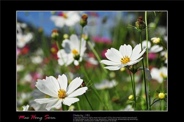 คลิกที่รูป เพื่อดูขนาดขยาย